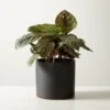 Live Calathea Ornata Pinstripe Plant 6" In Black Ceramic Pot 1 Live Calathea Ornata Pinstripe Plant 6" In Black Ceramic Pot -Home Store CalatheaOrnataBlkPot6inSHF22