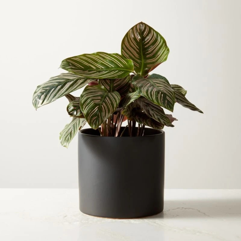 Live Calathea Ornata Pinstripe Plant 6" In Black Ceramic Pot 3 Live Calathea Ornata Pinstripe Plant 6" In Black Ceramic Pot