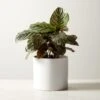 Live Calathea Ornata Pinstripe Plant 6" In White Ceramic Pot 1 Live Calathea Ornata Pinstripe Plant 6" In White Ceramic Pot -Home Store CalatheaOrnataWhtPot6inSHF22
