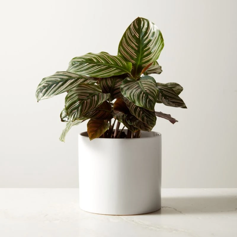 Live Calathea Ornata Pinstripe Plant 6" In White Ceramic Pot 3 Live Calathea Ornata Pinstripe Plant 6" In White Ceramic Pot