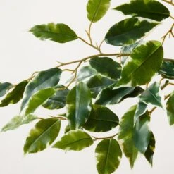 Faux Ficus Tree 6' -Home Store FauxFicusTree6p25ftAVSHS23