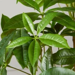 Faux Potted Money Plant 5' 7 Faux Potted Money Plant 5' -Home Store FauxMoneyTree5FeetROF20