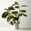 Live Ficus Elastica Rubber Plant 6" In White Ceramic Pot -Home Store FicusElstcRbbrTrWtPot6inSHF22