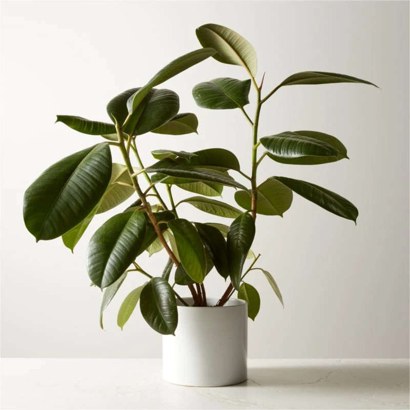 Live Ficus Elastica Rubber Plant 6" In White Ceramic Pot 3 Live Ficus Elastica Rubber Plant 6" In White Ceramic Pot