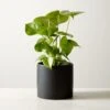 Live Monstera 6" In Black Ceramic Pot 1 Live Monstera 6" In Black Ceramic Pot -Home Store MonsteraDeliciosaBkPt6inSHF22