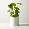 Live Monstera 6" In White Ceramic Pot 2 Live Monstera 6" In White Ceramic Pot -Home Store MonsteraDeliciosaWtPt6inSHF22