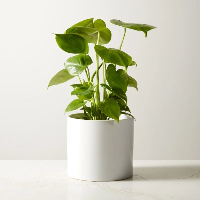 Live Monstera 6" In White Ceramic Pot 3 Live Monstera 6" In White Ceramic Pot