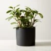 Live Peperomia Obtusifolia 6" In Ceramic Black Pot 2 Live Peperomia Obtusifolia 6" In Ceramic Black Pot -Home Store PeperomiaObtsflBkPt6inSHF22