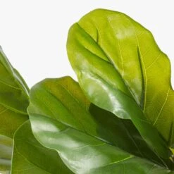 Potted Faux Fiddle Leaf Fig 5' 14 Potted Faux Fiddle Leaf Fig 5' -Home Store PottedFiddleLeafFigAVF17