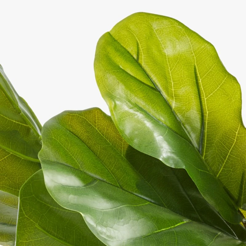 Potted Faux Fiddle Leaf Fig 5' 8 Potted Faux Fiddle Leaf Fig 5' - Image 6