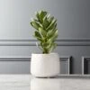 Potted Faux Succulent 14" 1 Potted Faux Succulent 14" -Home Store PottedSucculentWhitePotSHS18