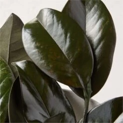 Preserved Magnolia Stems Set Of 3 5 Preserved Magnolia Stems Set Of 3 -Home Store PreservedMagnoliaStemS3AVSHS22