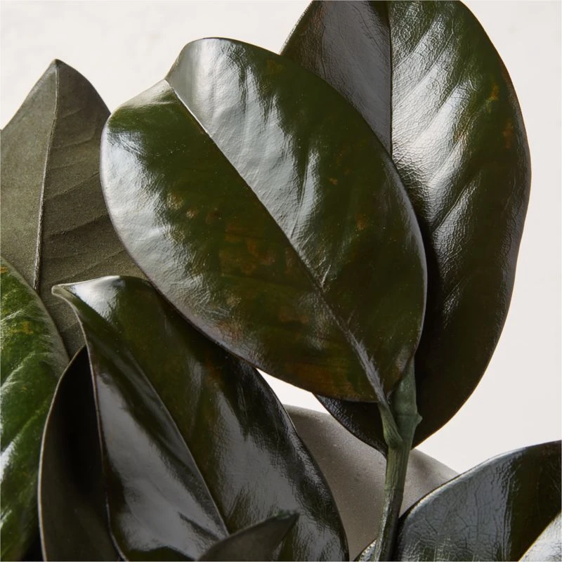 Preserved Magnolia Stems Set Of 3 4 Preserved Magnolia Stems Set Of 3 - Image 2