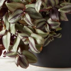 Live Tradescantia Zebrina Inch Plant 6" In White Ceramic Pot 5 Live Tradescantia Zebrina Inch Plant 6" In White Ceramic Pot -Home Store TrdscntZbrnPlntBkPt6inAVSHF22