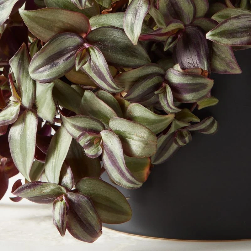 Live Tradescantia Zebrina Inch Plant 6" In White Ceramic Pot 4 Live Tradescantia Zebrina Inch Plant 6" In White Ceramic Pot - Image 2