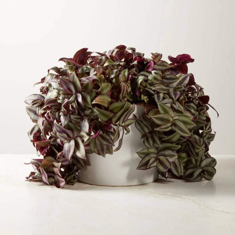 Live Tradescantia Zebrina Inch Plant 6" In White Ceramic Pot 3 Live Tradescantia Zebrina Inch Plant 6" In White Ceramic Pot