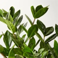 Live Zanzibar Gem ZZ Plant 6" In White Ceramic Pot -Home Store ZanzibarGemZzPlntBkPt6inAVSHF22