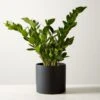 Live Zanzibar Gem ZZ Plant 6" In Black Ceramic Pot 2 Live Zanzibar Gem ZZ Plant 6" In Black Ceramic Pot -Home Store ZanzibarGemZzPlntBkPt6inSHF22